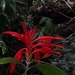 Aphelandra leonardii McDade 3