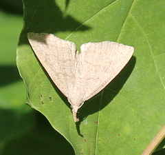 Pechipogo strigilata