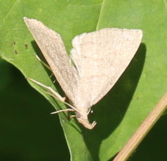 Pechipogo strigilata