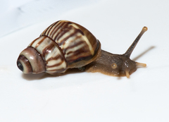 Orthalicoidea