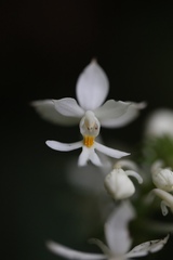 Calanthe