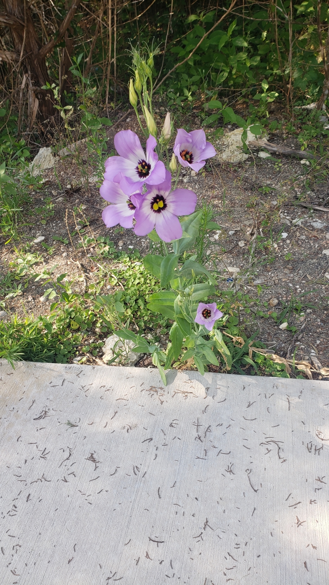 Imagem de Lisianthus