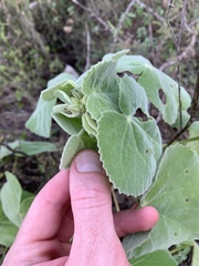 Allowissadula holosericea