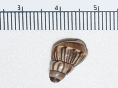 Orthalicoidea