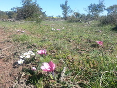 Babiana blanda