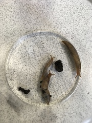 Deroceras reticulatum