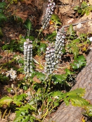 Acanthus mollis