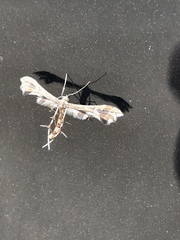 Geina periscelidactylus