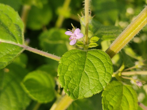 Hyptis suaveolens iNat (3)