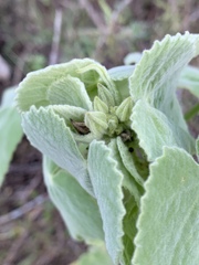 Allowissadula holosericea