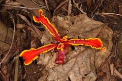 Etlingera megalocheilos