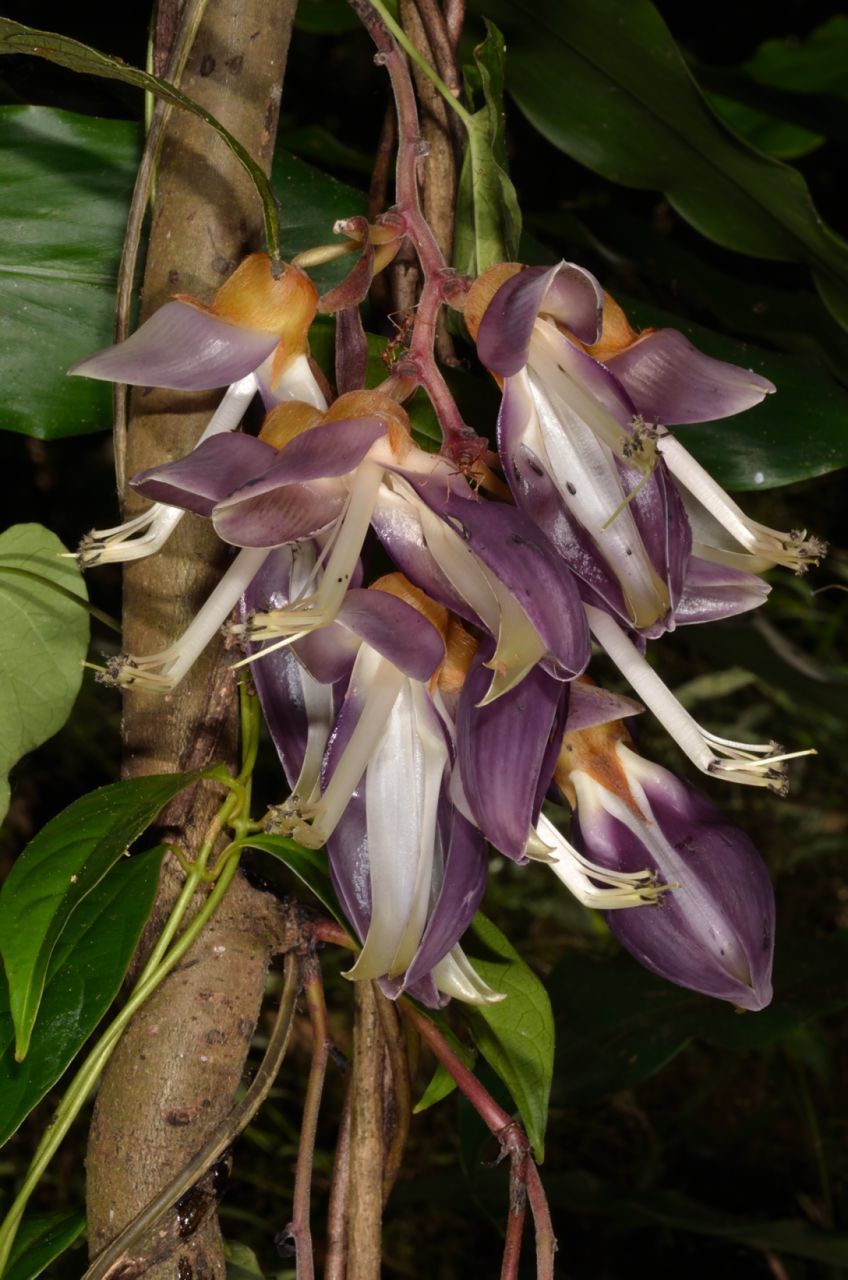 Mucuna pruriens