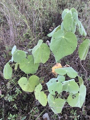 Allowissadula holosericea