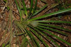 Pandanaceae