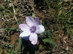 Babiana blanda