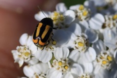 Cryptocephalus vittatus