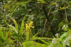 Hultholia mimosoides