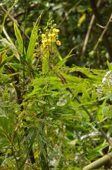 Hultholia mimosoides