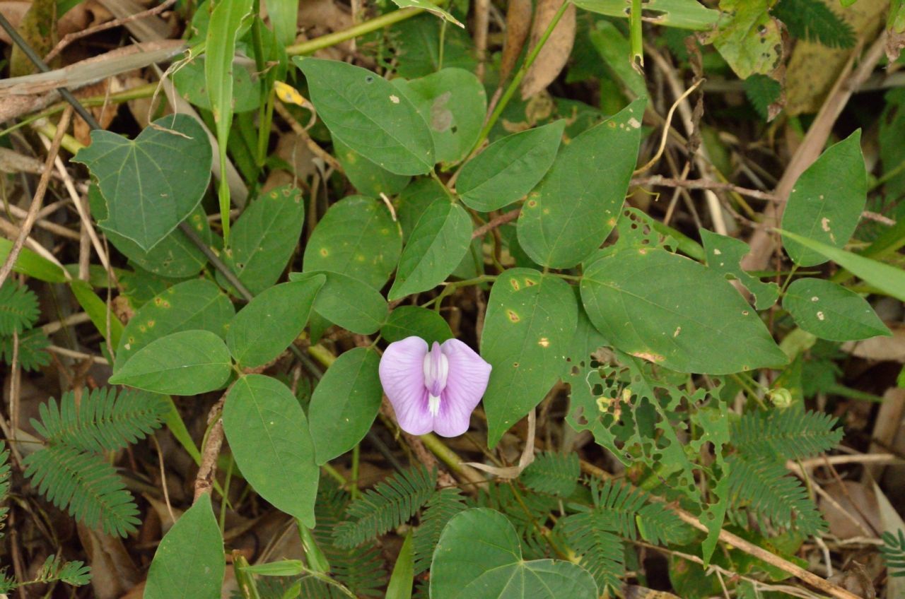 Centrosema virginianum — ảnh 2