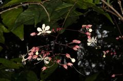 Clerodendrum schmidtii