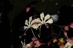 Clerodendrum schmidtii