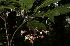 Clerodendrum schmidtii