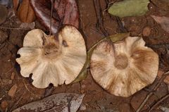 Pterocarpus macrocarpus