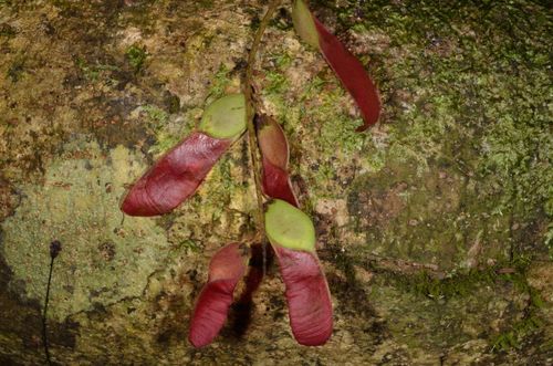 Pterolobium microphyllum
