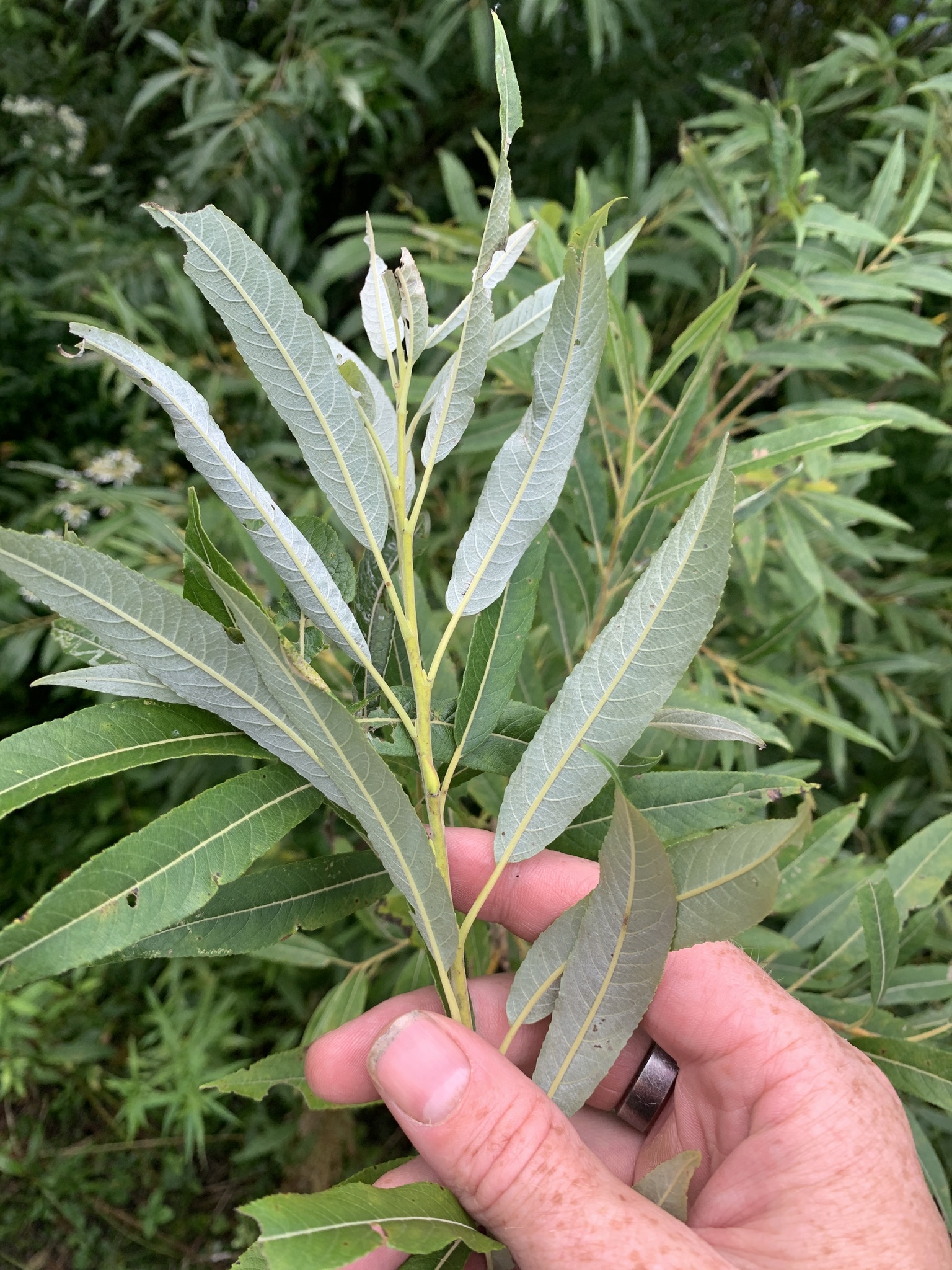 Salix sericea
