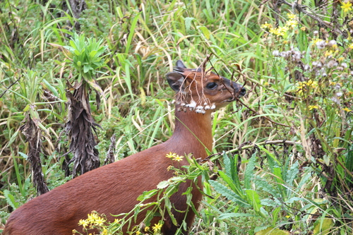 Rwenzori Red Duiker