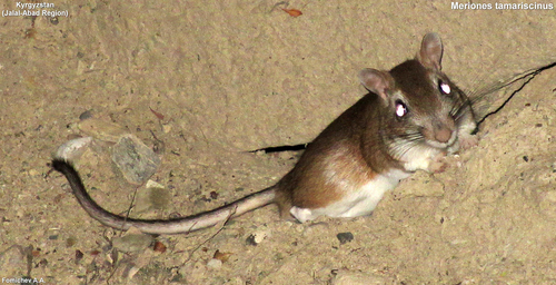 Tamarisk Gerbil