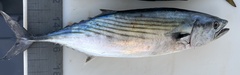 Atlantic Bonito photo 4