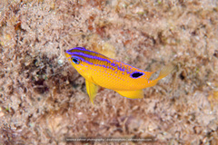 Longfin Damselfish photo 5