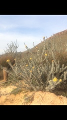 Leucospermum rodolentum