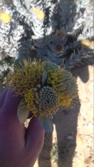 Leucospermum rodolentum