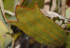 Centella dolichocarpa