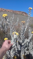 Leucospermum rodolentum