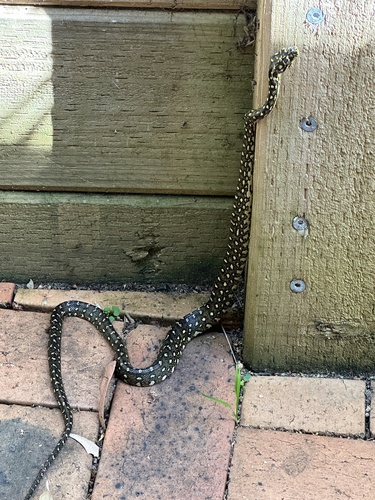 Diamond Python sighting