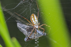 Argiope catenulata