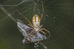 Aethriamanta gracilis