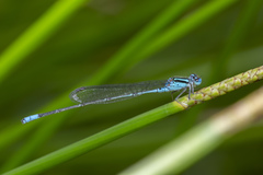 Pseudagrion australasiae
