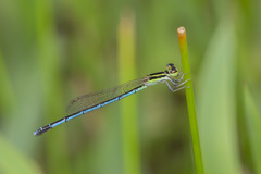 Agriocnemis nana