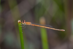 Agriocnemis nana