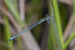 Agriocnemis nana