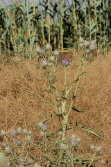Cynara syriaca