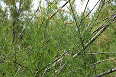 Tamarix tetrandra