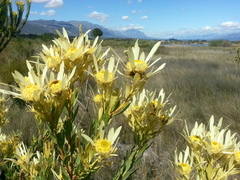 Leucadendron chamelaea