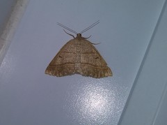 Petrophora subaequaria