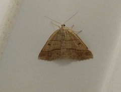 Petrophora subaequaria