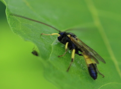Colpotrochia cincta